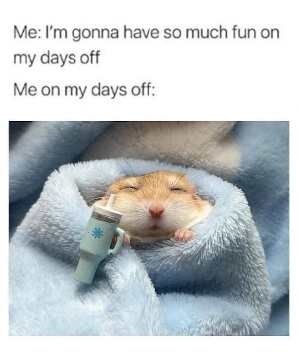 Truthful Memes (28 pics)