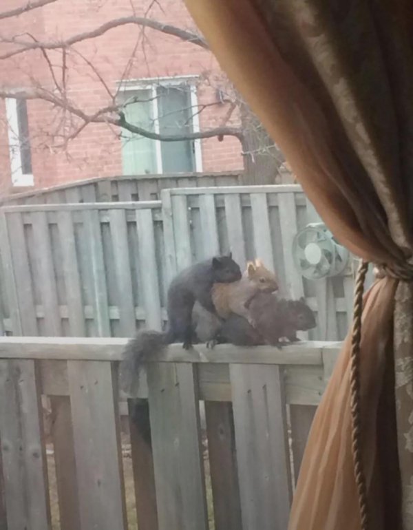 What Is Going On Here? (34 pics)