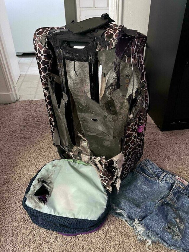 Fails With Luggage (29 pics)