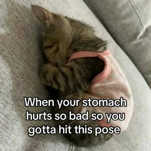 Jokes For Cat Lovers (17 pics)