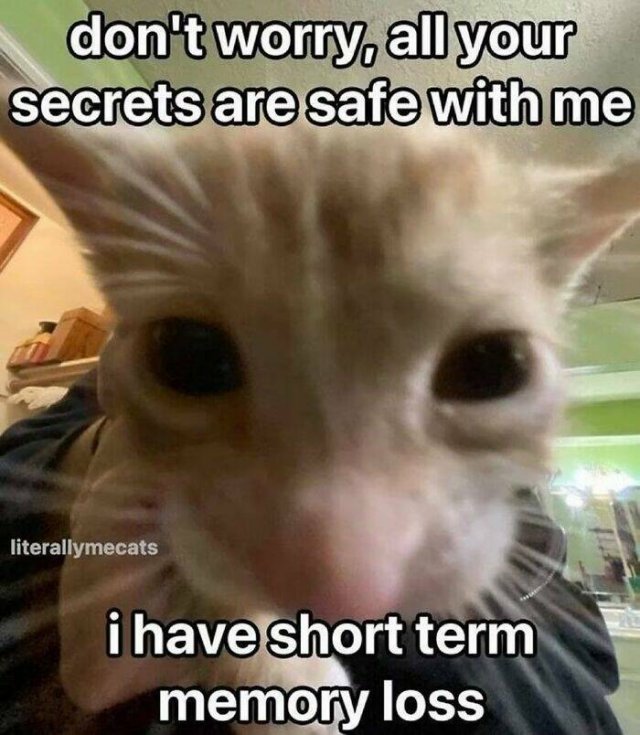 Jokes For Cat Lovers (17 pics)