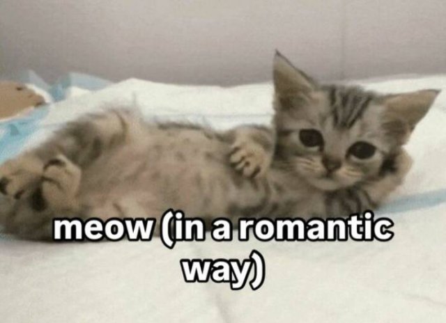 Jokes For Cat Lovers (17 pics)