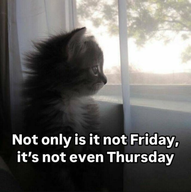 Jokes For Cat Lovers (17 pics)