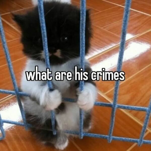 Jokes For Cat Lovers (17 pics)