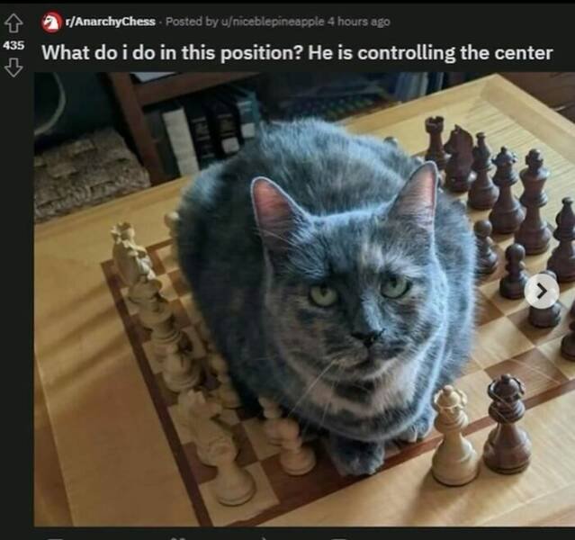 Jokes For Cat Lovers (17 pics)
