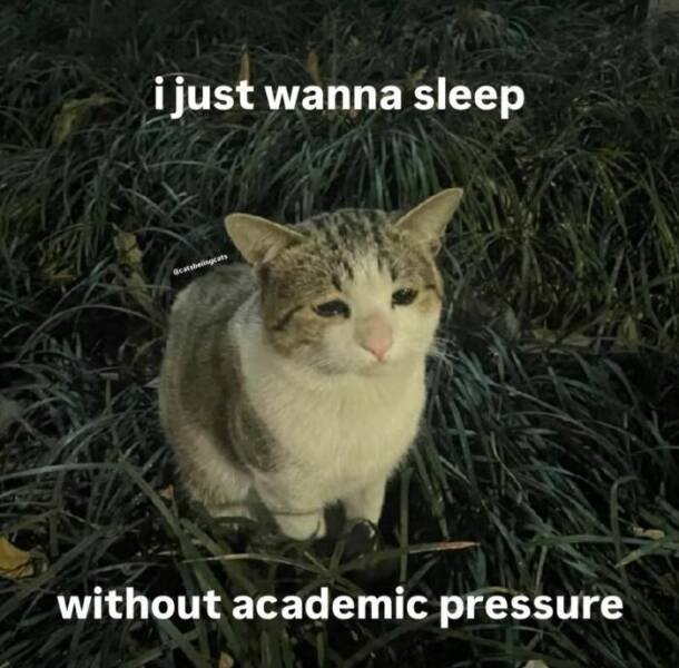 Jokes For Cat Lovers (17 pics)