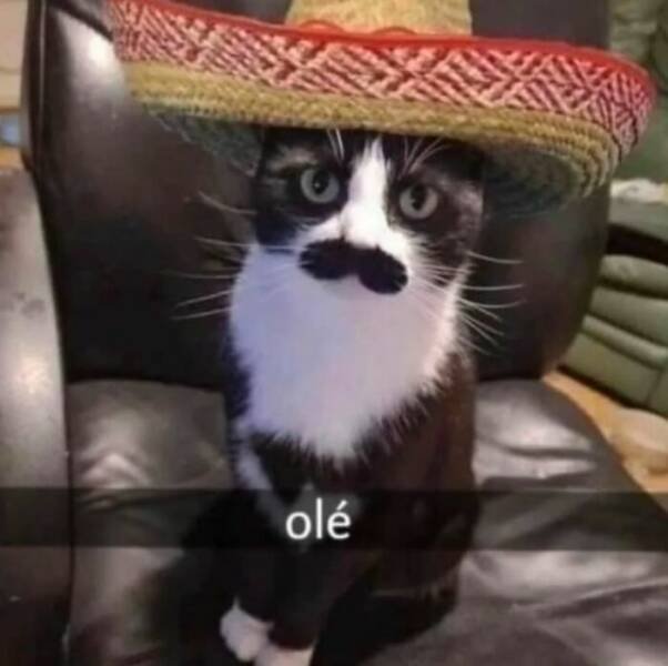 Jokes For Cat Lovers (17 pics)