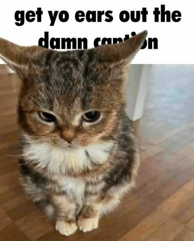 Jokes For Cat Lovers (17 pics)