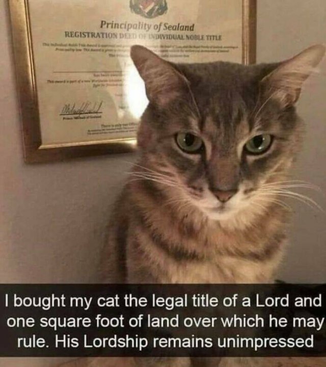 Jokes For Cat Lovers (17 pics)