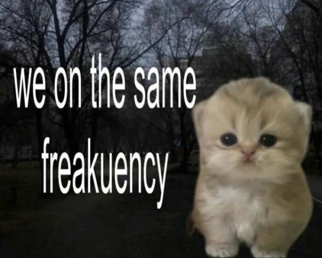 Jokes For Cat Lovers (17 pics)