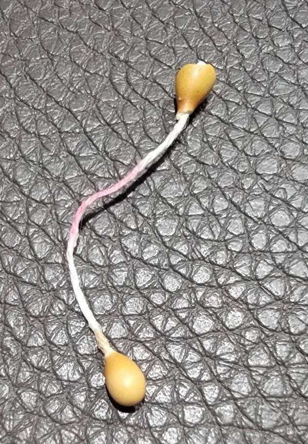 What Are These Things? (20 pics)