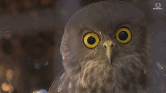 Random Facts (15 gifs) Random Facts (15 gifs)