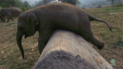 Random Facts (15 gifs) Random Facts (15 gifs)