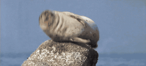 Random Facts (15 gifs) Random Facts (15 gifs)