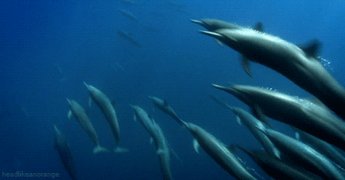 Random Facts (15 gifs) Random Facts (15 gifs)