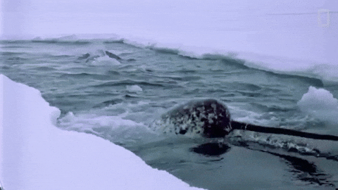 Random Facts (15 gifs) Random Facts (15 gifs)