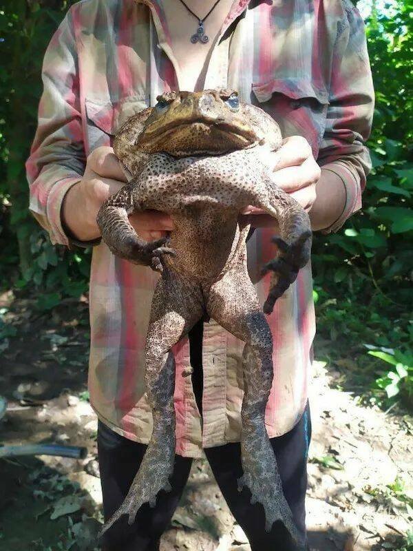 Giant Things (16 pics)