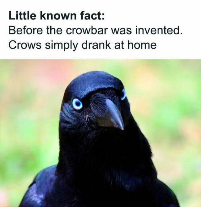 Jokes For Animal Lovers (22 pics)