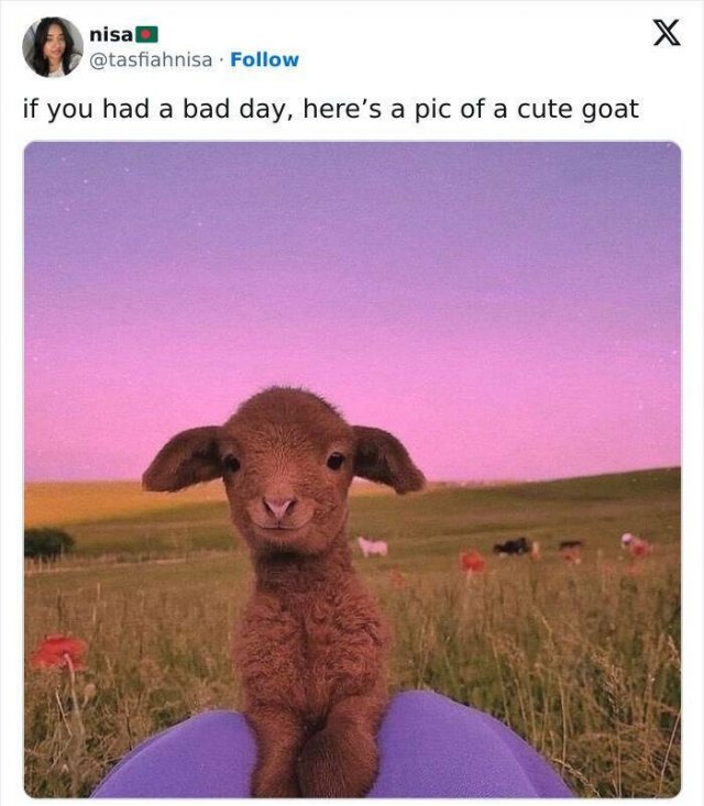 Jokes For Animal Lovers (22 pics)