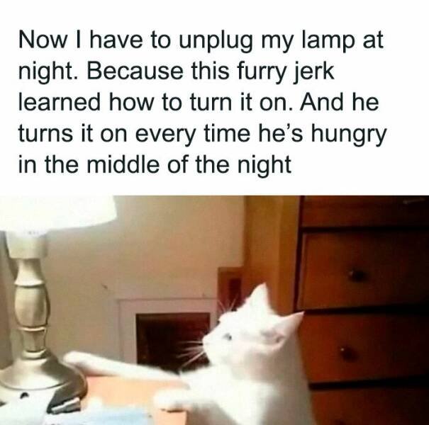 Jokes For Animal Lovers (22 pics)