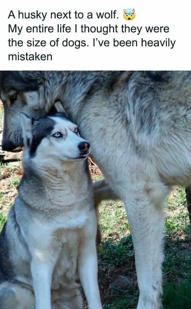 Jokes For Animal Lovers (22 pics)