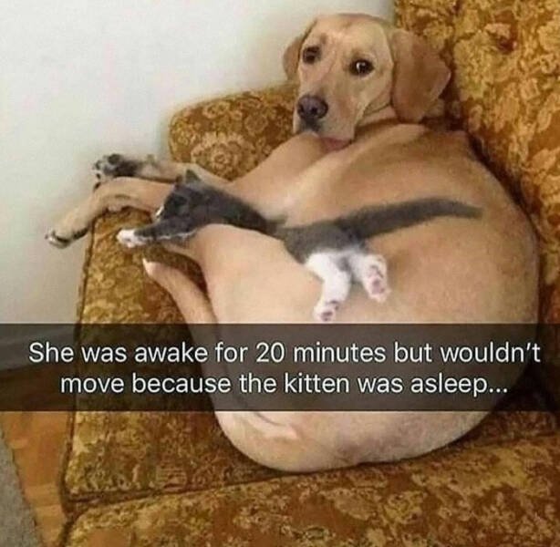 Jokes For Animal Lovers (22 pics)