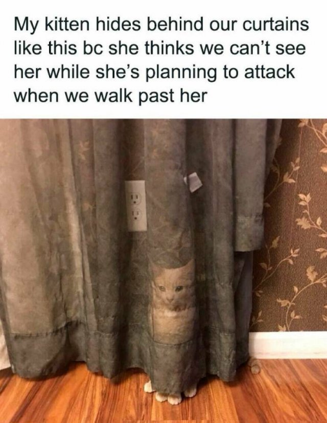 Random Memes (25 pics)