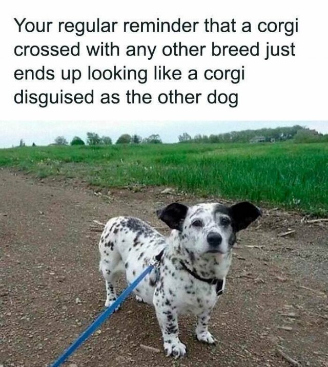 Jokes For Animal Lovers (22 pics)