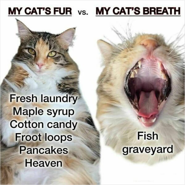 Funny Memes (21 pics)