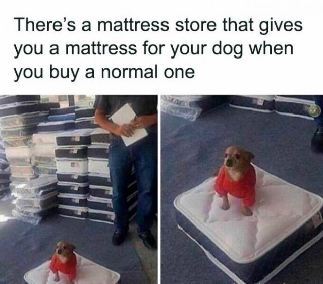 Jokes For Animal Lovers (22 pics)
