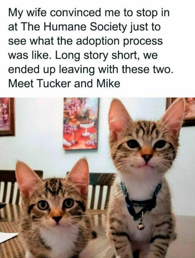 Jokes For Animal Lovers (22 pics)