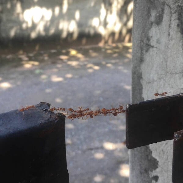 Interesting Finds And Discoveries (24 pics)