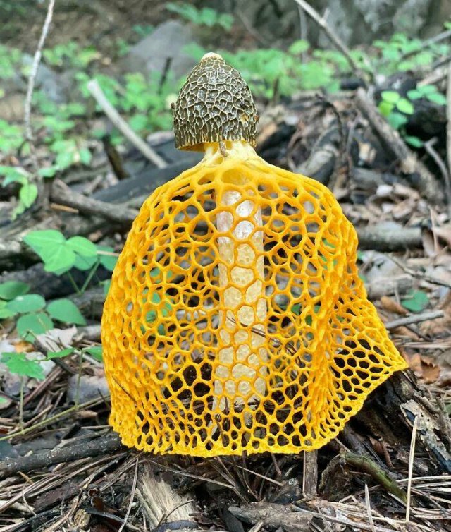 Interesting Finds And Discoveries (24 pics)