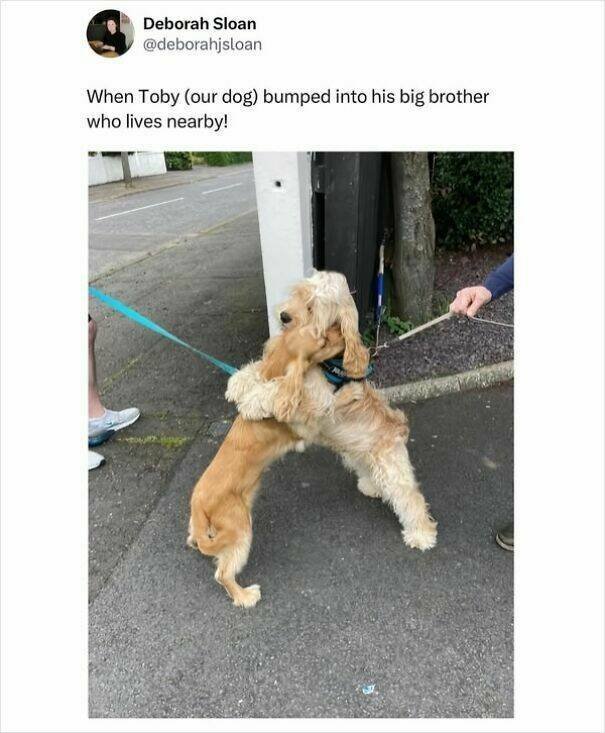 Jokes About Scotland (23 pics)