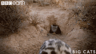 Random Facts (15 gifs) Random Facts (15 gifs)