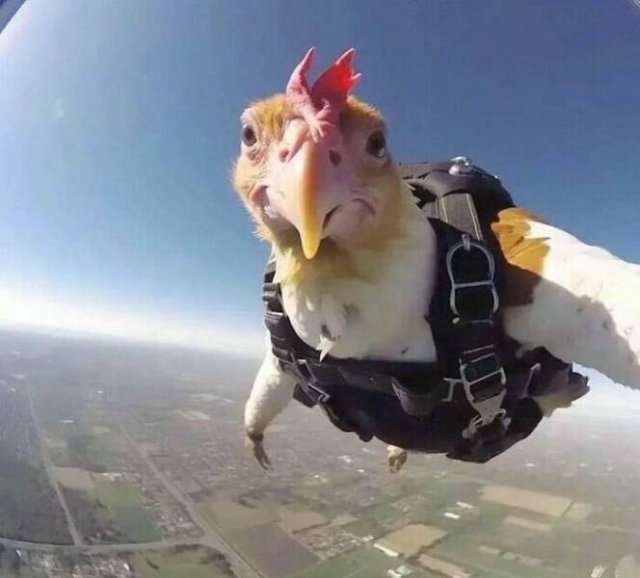 What Is Going On Here? (28 pics)