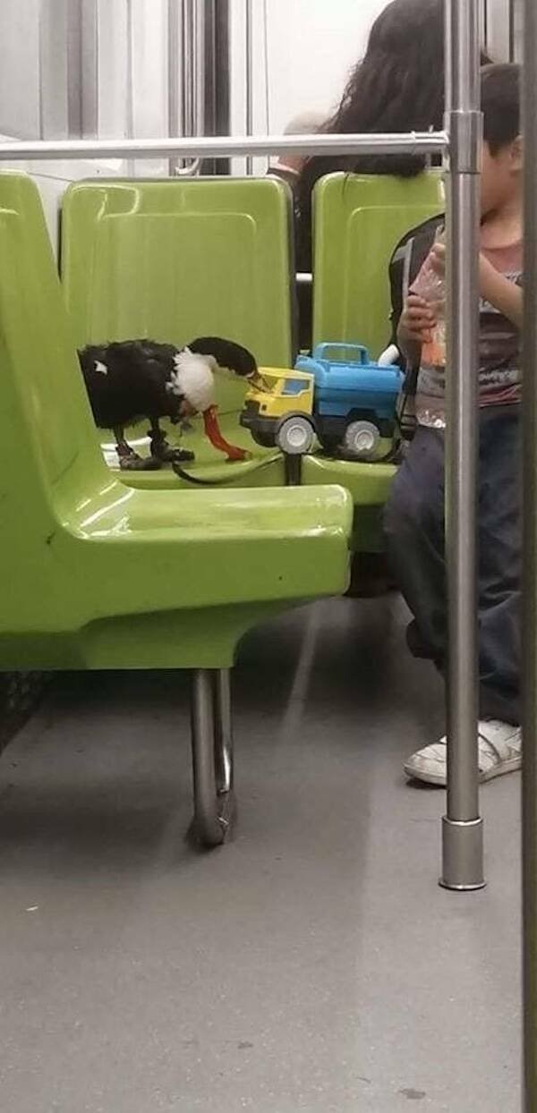 Strange People In The Subway (18 pics)