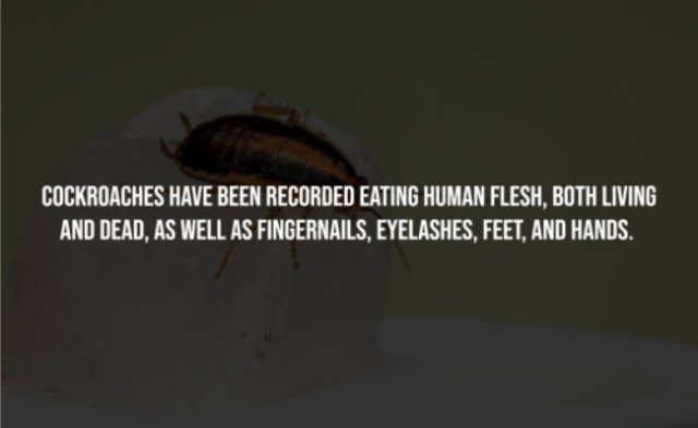 Creepy Facts (15 pics)