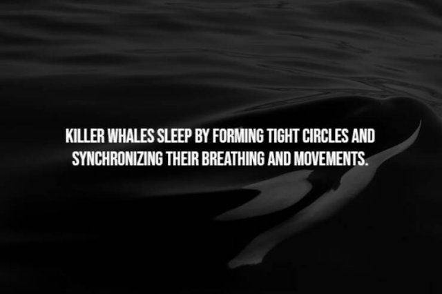 Creepy Facts (15 pics)