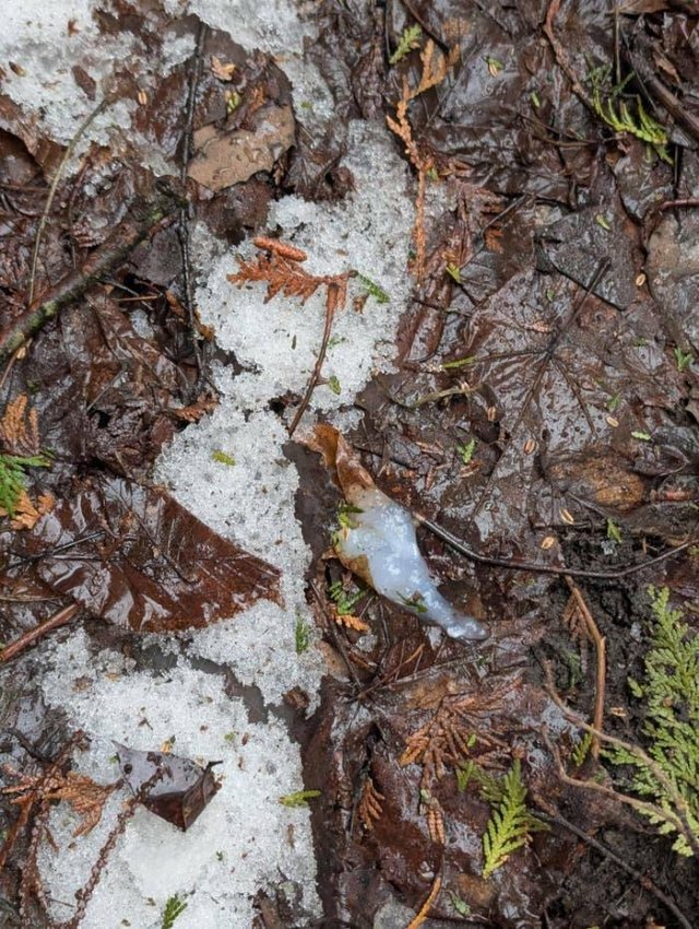 What Are These Things? (26 pics)