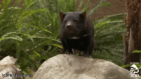 Random Facts (16 gifs) Random Facts (16 gifs)