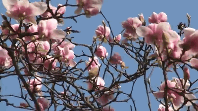 Random Facts (16 gifs) Random Facts (16 gifs)