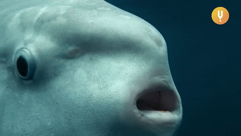Odd Thoughts (15 gifs) Odd Thoughts (15 gifs)