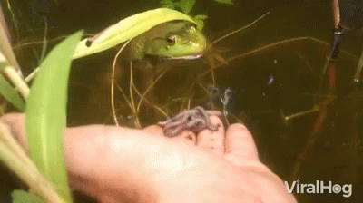 Random Facts (16 gifs) Random Facts (16 gifs)