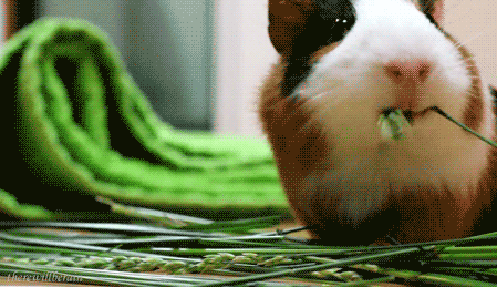 Interesting Facts (15 gifs) Interesting Facts (15 gifs)
