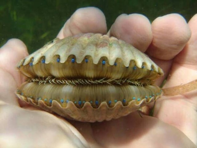 Interesting Finds And Discoveries (24 pics)