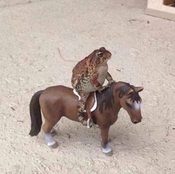 What Is Going On Here? (14 pics)