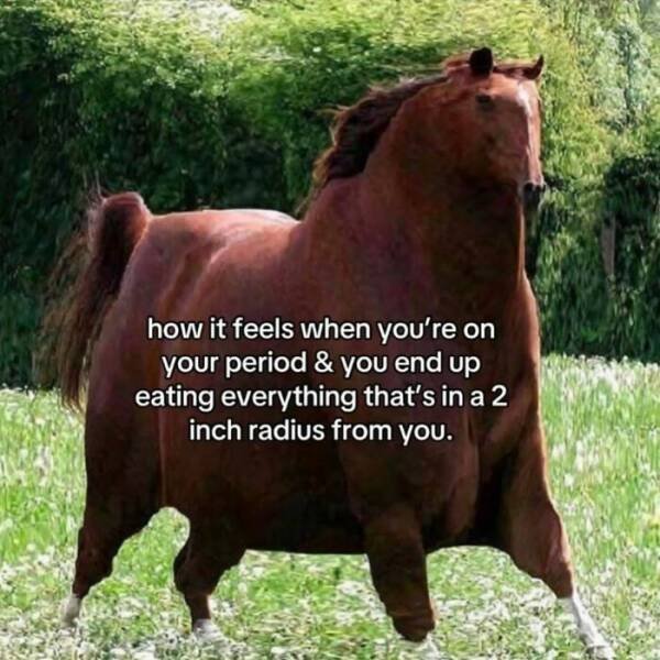Truthful Memes (26 pics)