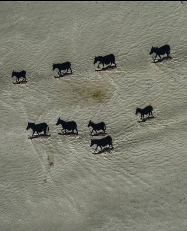Optical Illusions (25 pics)