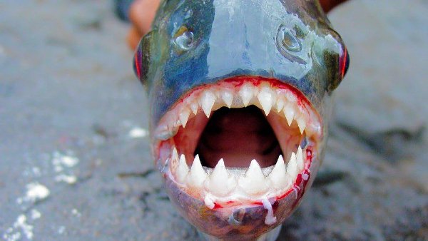 Creepy Photos (22 pics)
